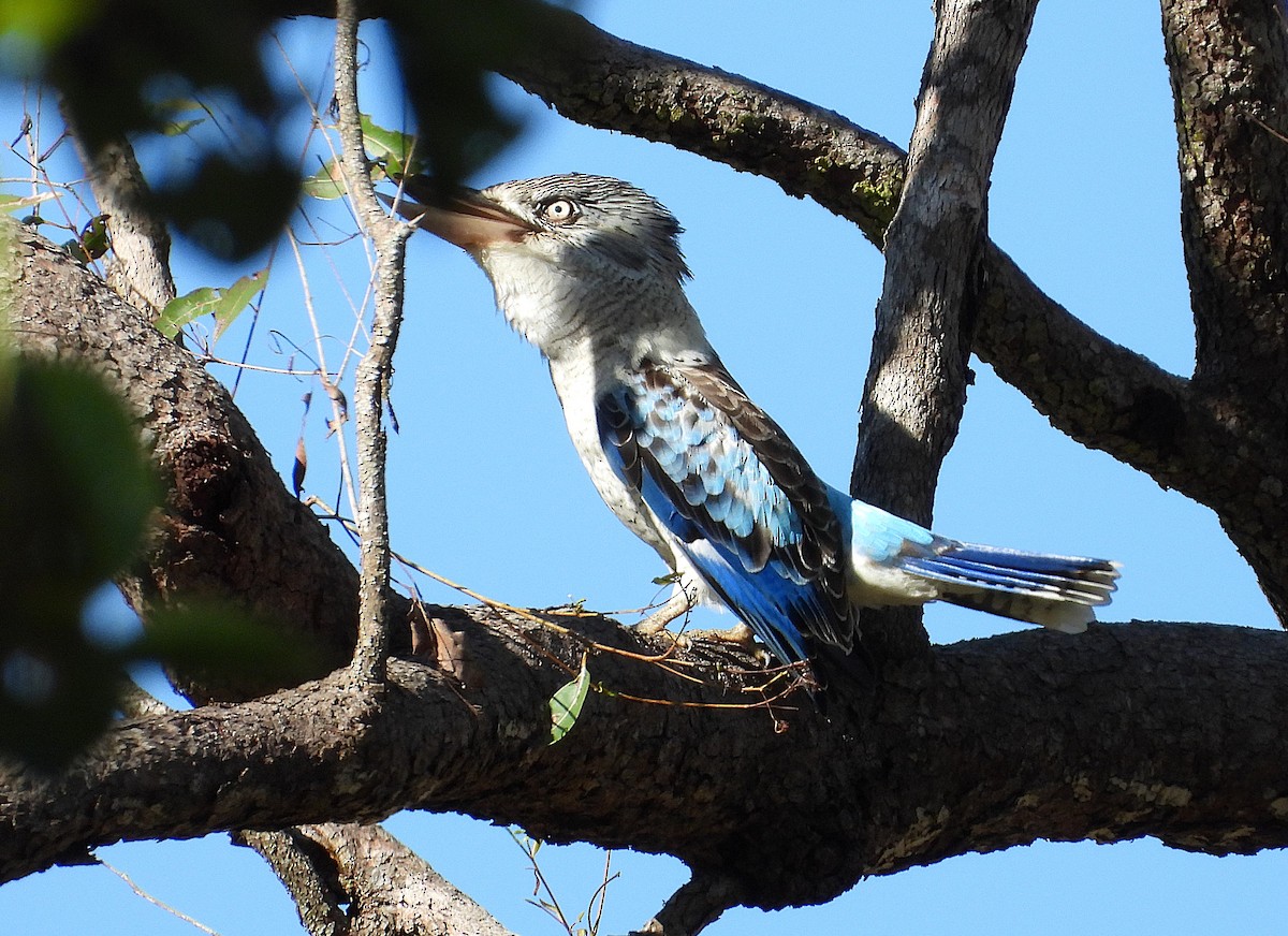 Blue-winged Kookaburra - ML636449282