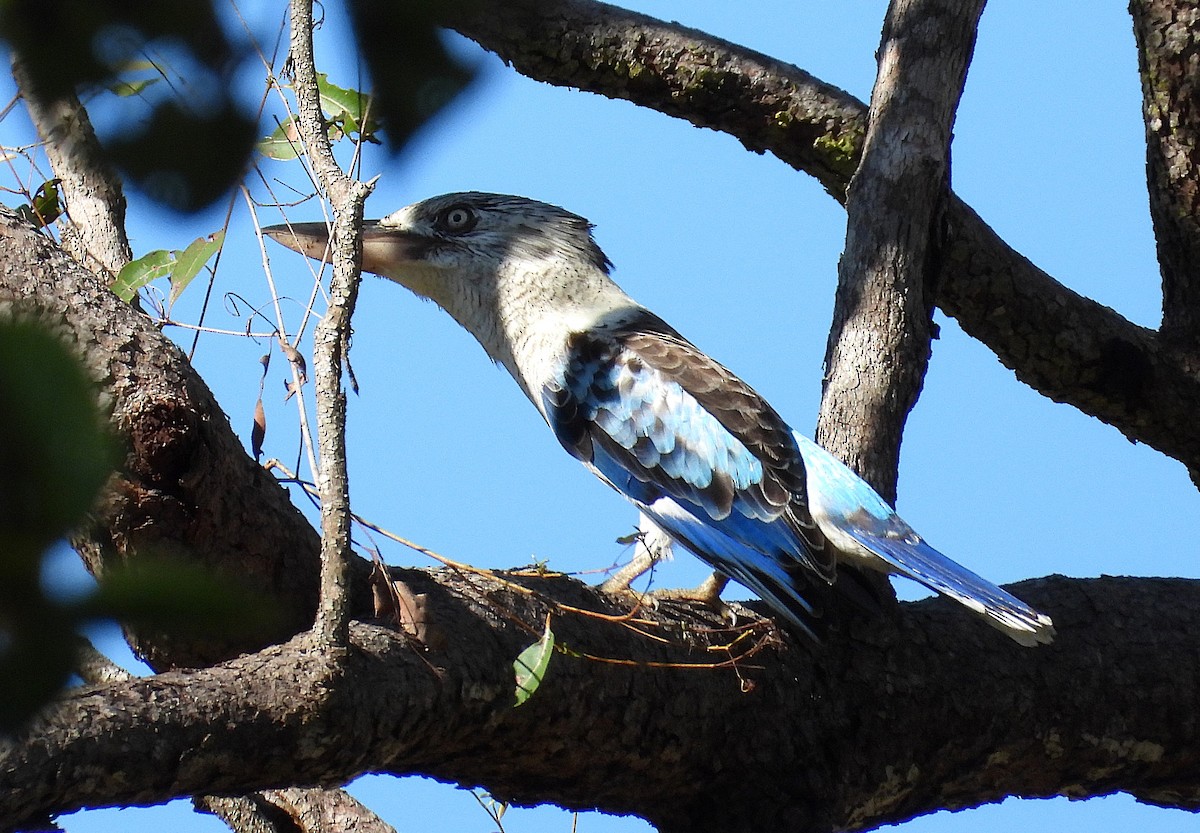 Blue-winged Kookaburra - ML636449283