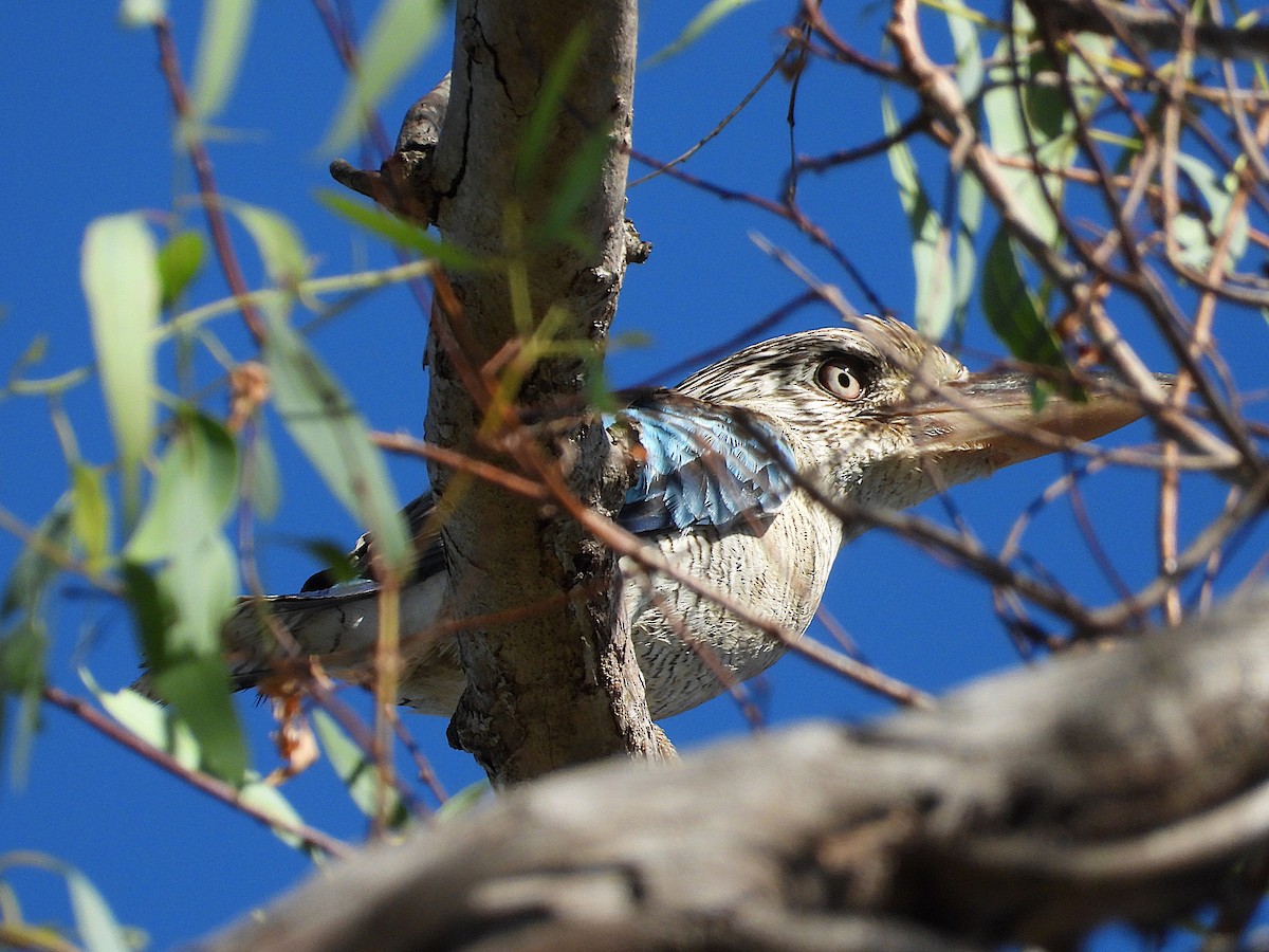 Blue-winged Kookaburra - ML636449287