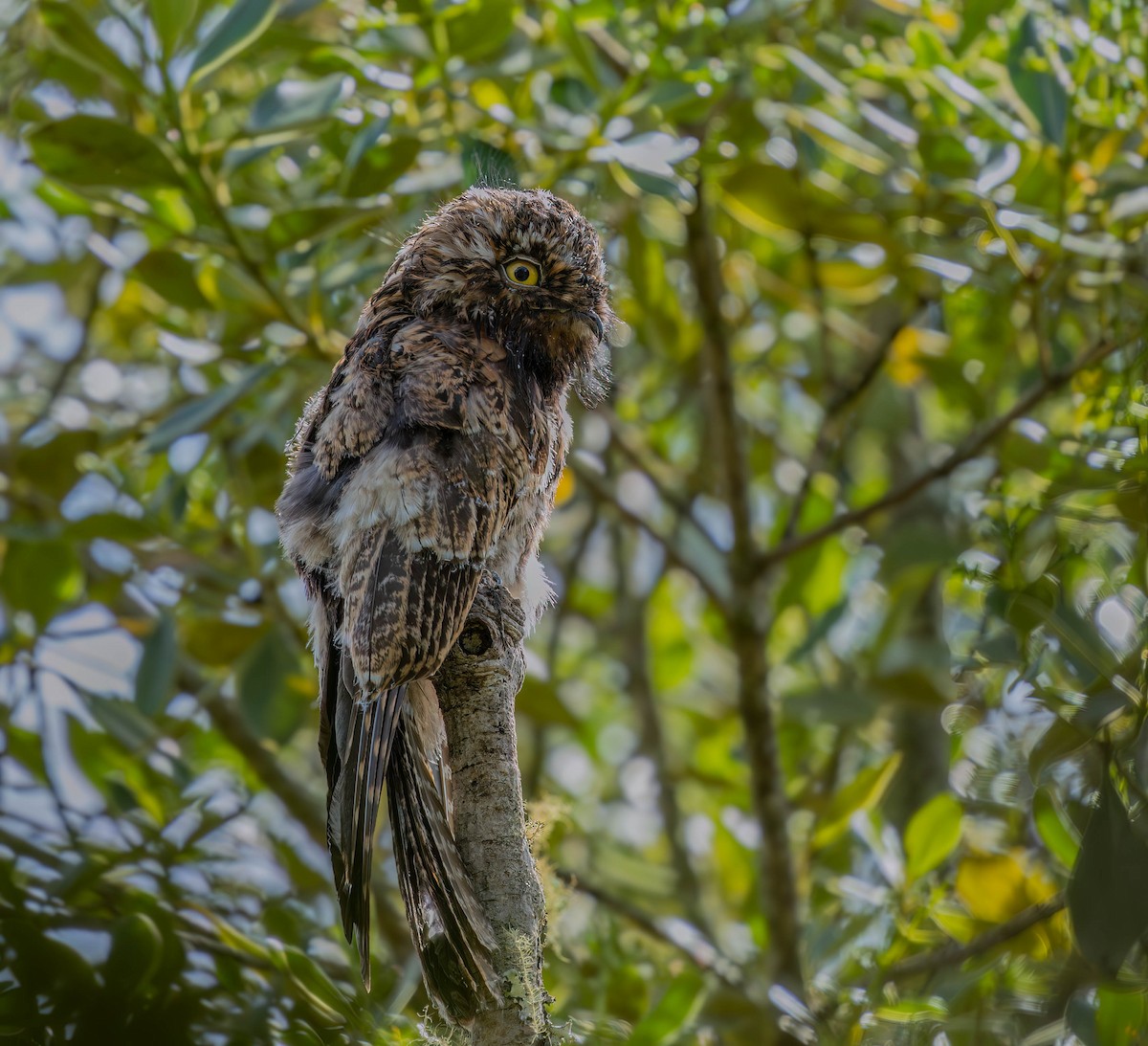 Andean Potoo - ML636449331