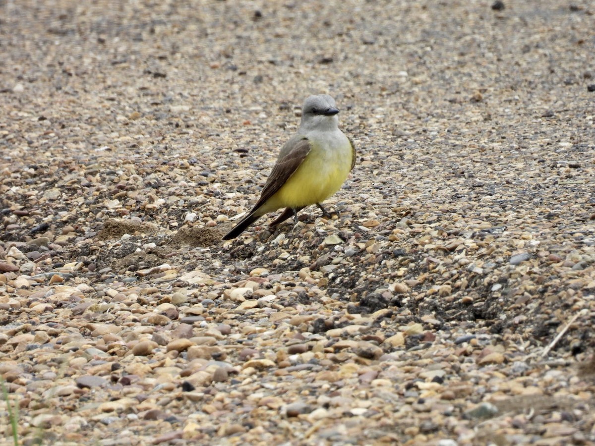 Western Kingbird - ML636449335