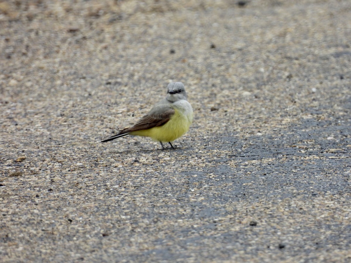 Western Kingbird - ML636449336
