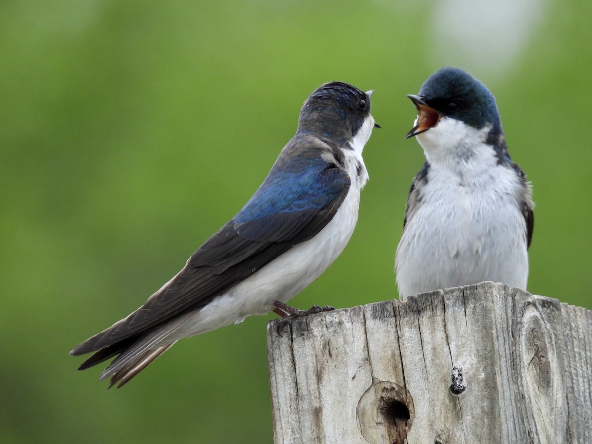 Tree Swallow - ML636449447