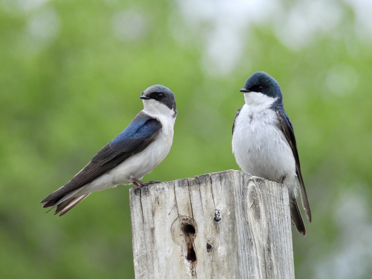 Tree Swallow - ML636449448