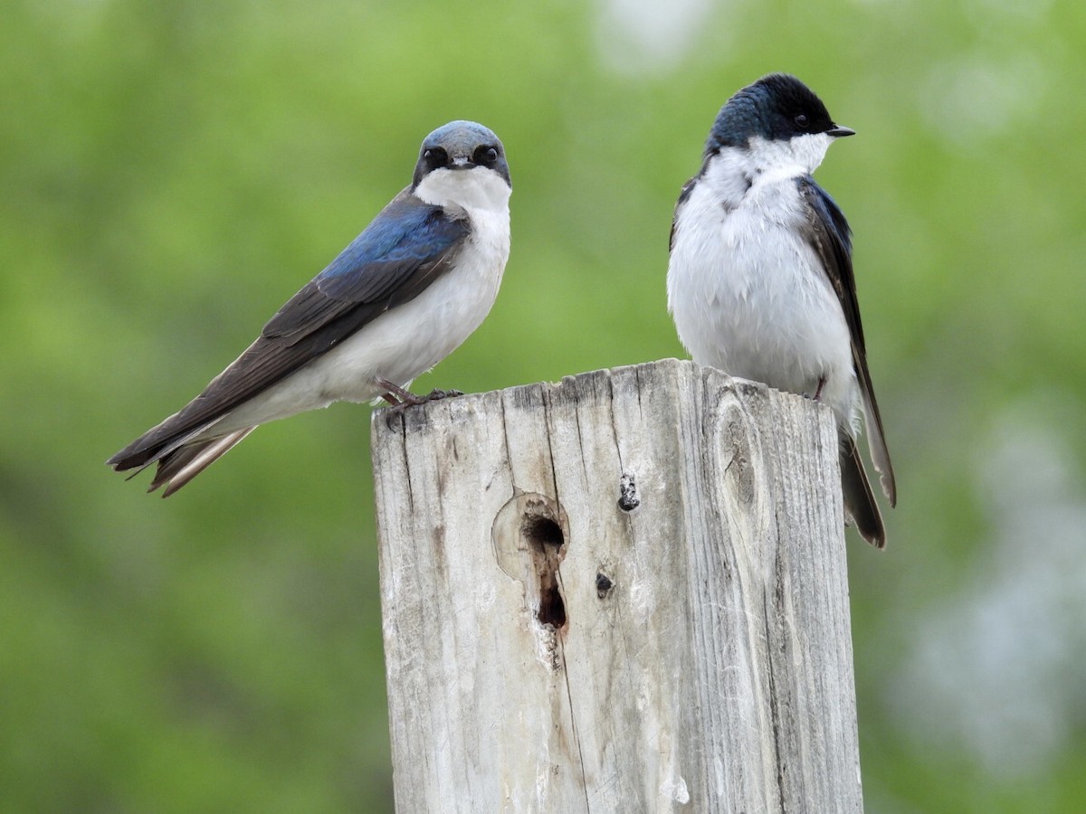 Tree Swallow - ML636449449
