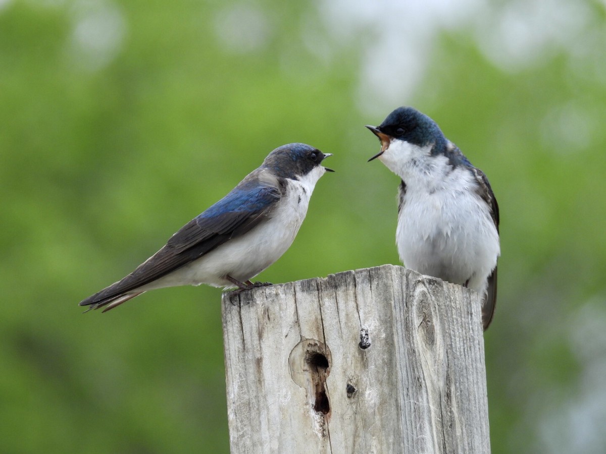 Tree Swallow - ML636449450
