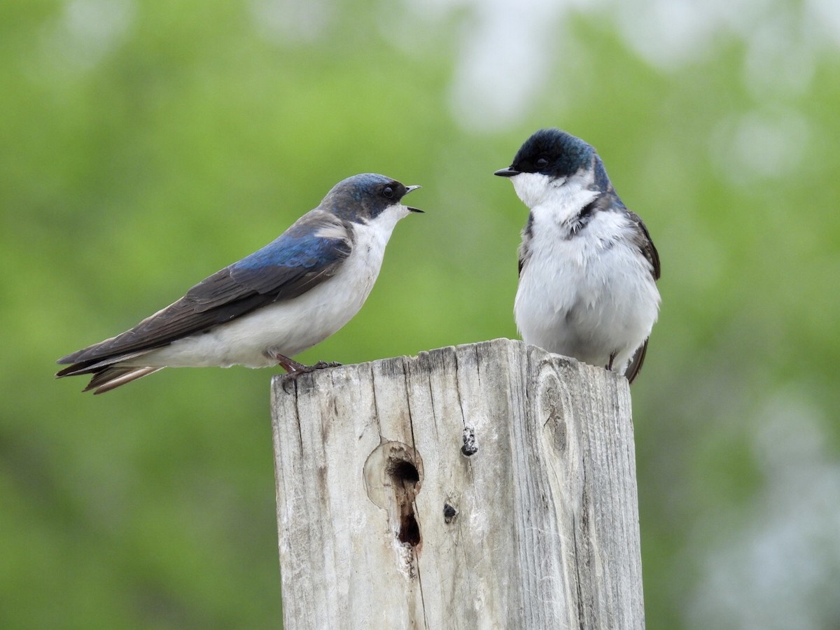Tree Swallow - ML636449451