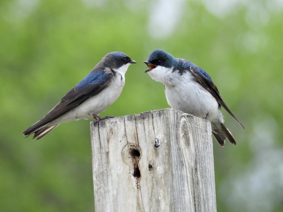 Tree Swallow - ML636449452