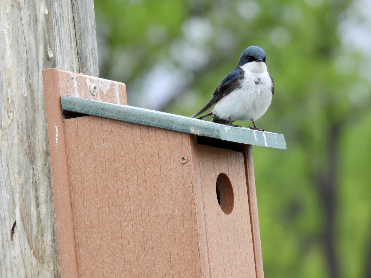 Tree Swallow - ML636449453