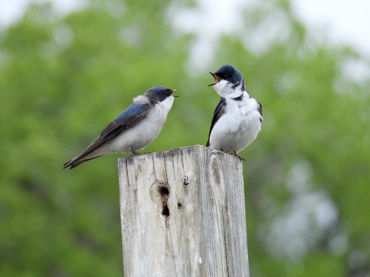 Tree Swallow - ML636449454