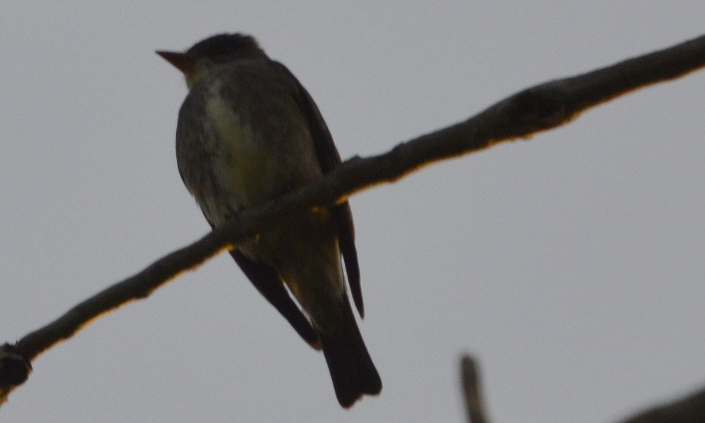 Olive-sided Flycatcher - ML636449482