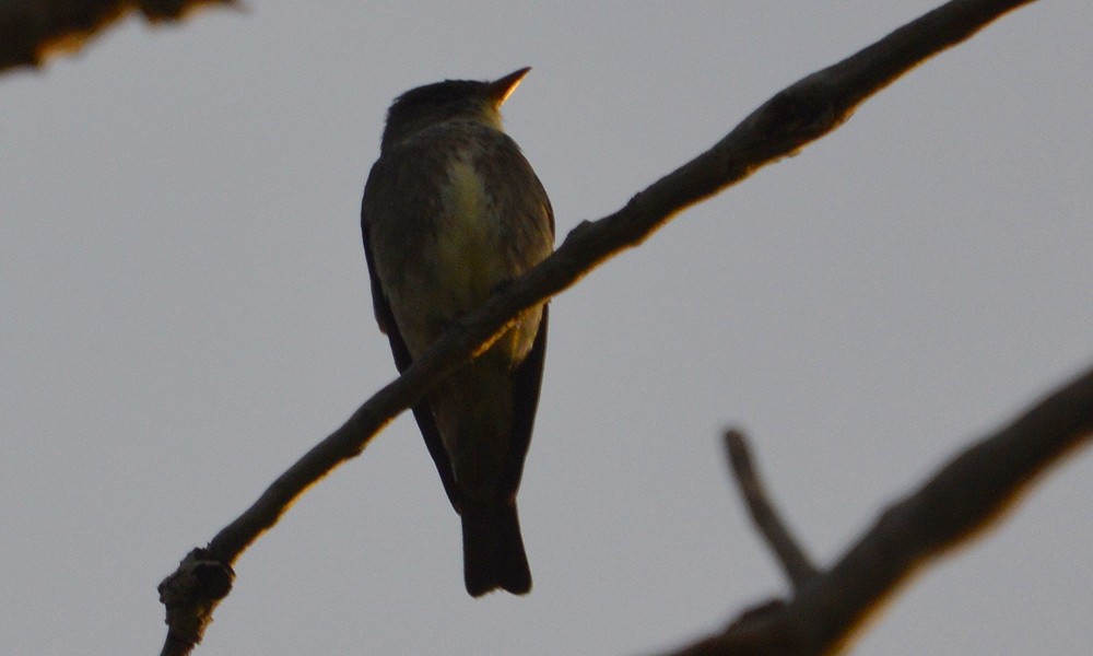 Olive-sided Flycatcher - ML636449483
