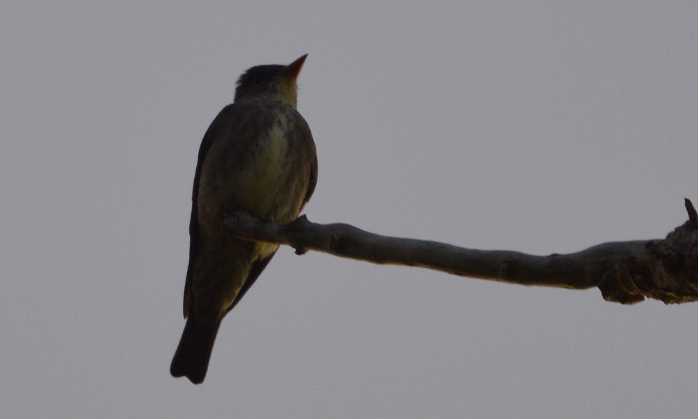 Olive-sided Flycatcher - ML636449484