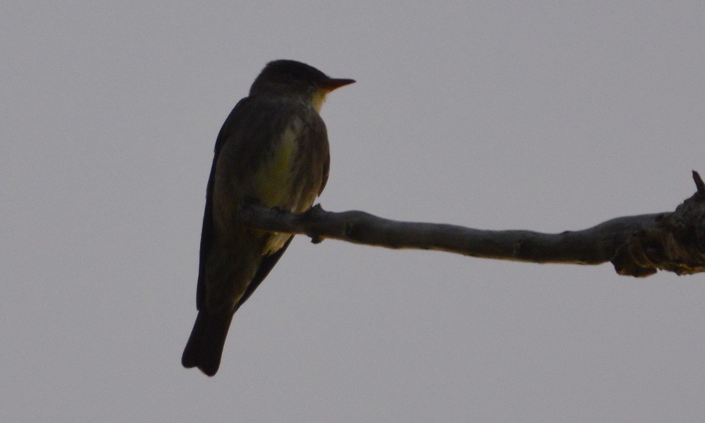 Olive-sided Flycatcher - ML636449485