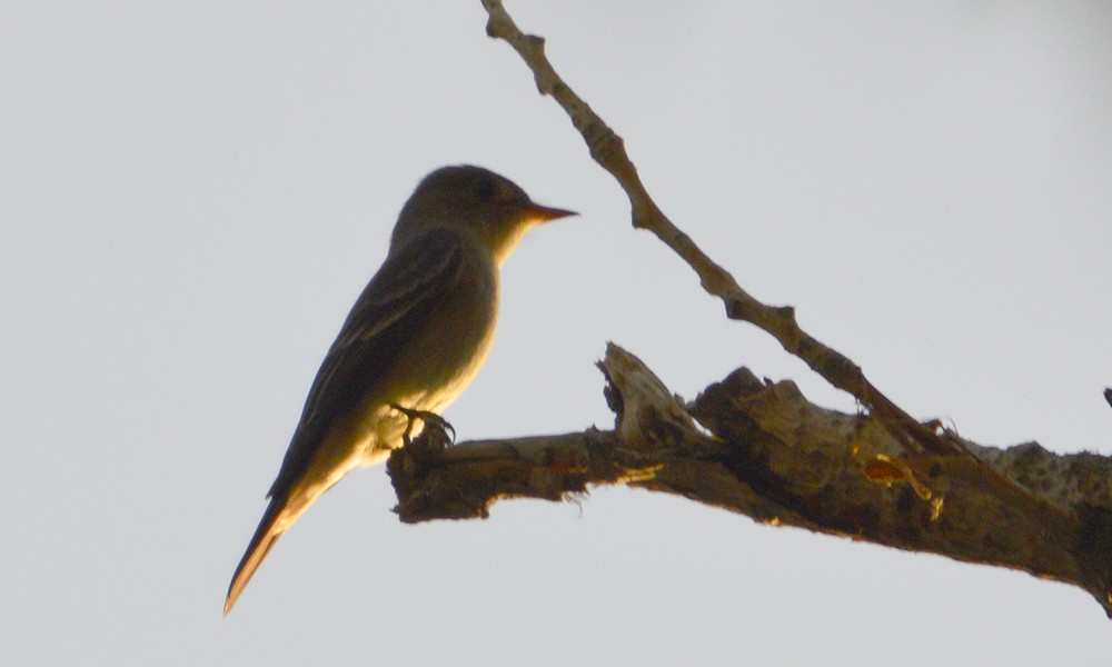 Western Flycatcher (Cordilleran) - ML636449496