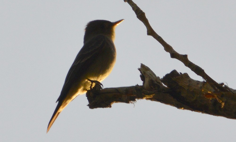 Western Flycatcher (Cordilleran) - ML636449497