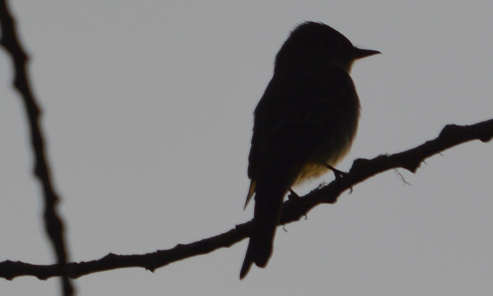 Western Flycatcher (Cordilleran) - ML636449498
