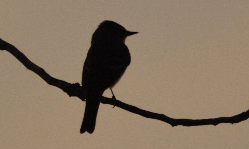 Western Flycatcher (Cordilleran) - ML636449499