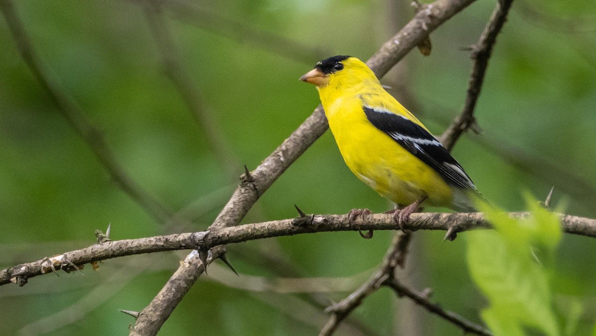 American Goldfinch - ML636449535