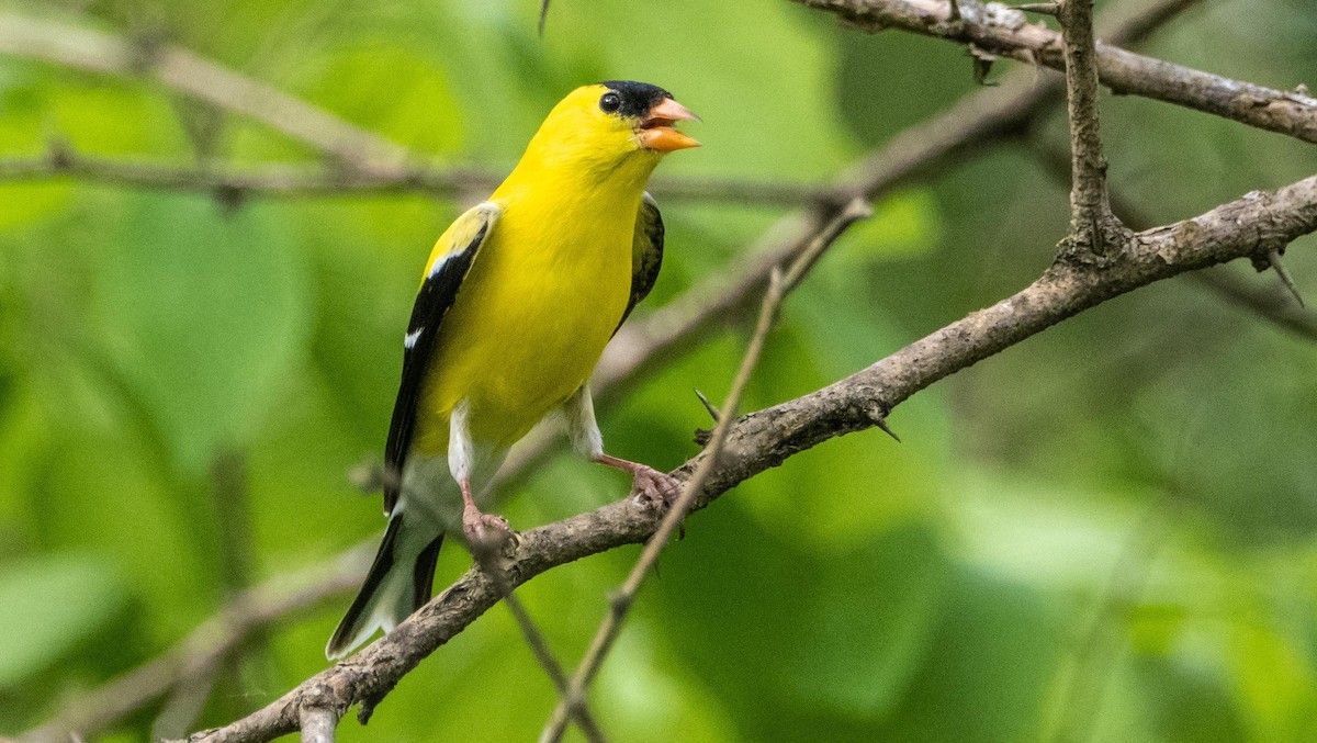 American Goldfinch - ML636449536