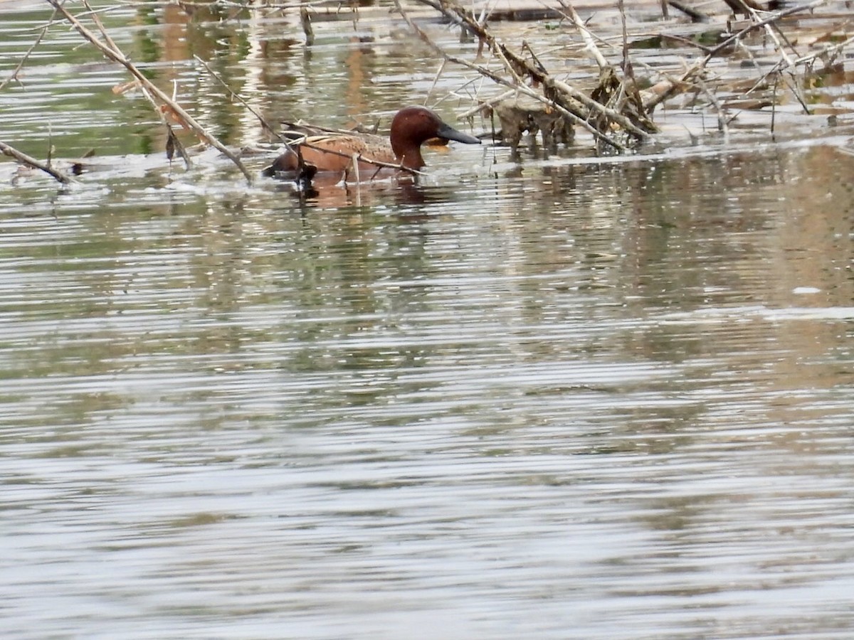 Cinnamon Teal - ML636449571