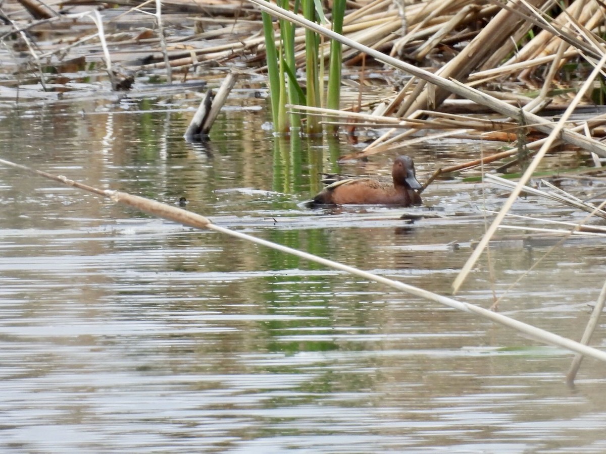 Cinnamon Teal - ML636449572