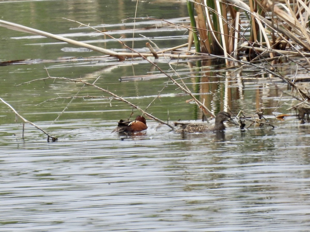Cinnamon Teal - ML636449573