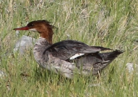 Common/Red-breasted Merganser - ML636449678