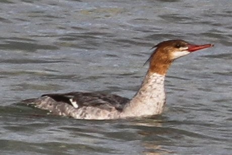 Common/Red-breasted Merganser - ML636449679