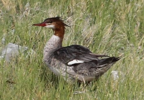 Common/Red-breasted Merganser - ML636449680