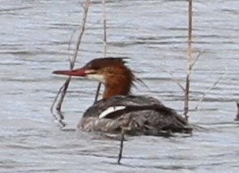 Common/Red-breasted Merganser - ML636449681