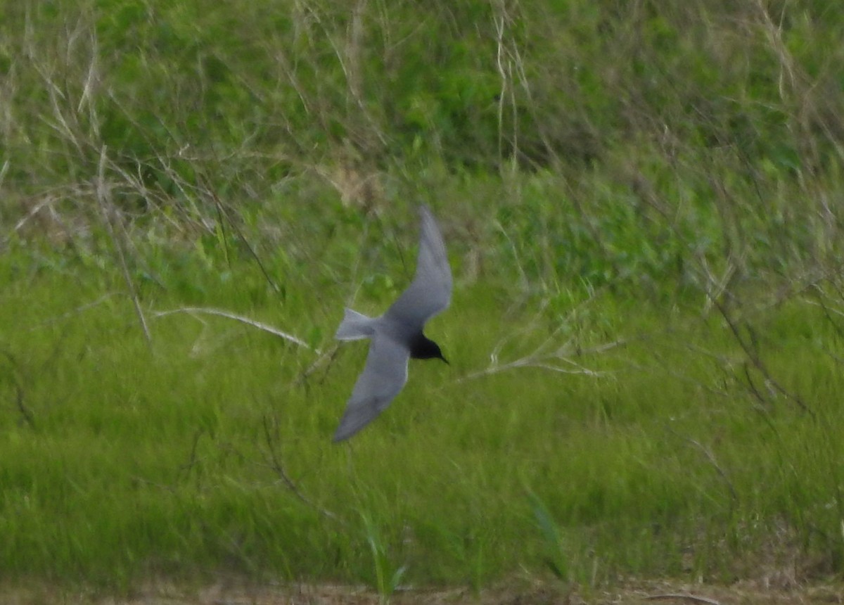 Black Tern - ML636449762