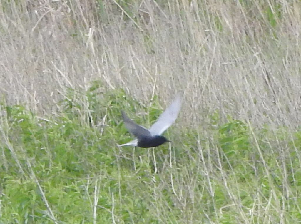 Black Tern - ML636449770