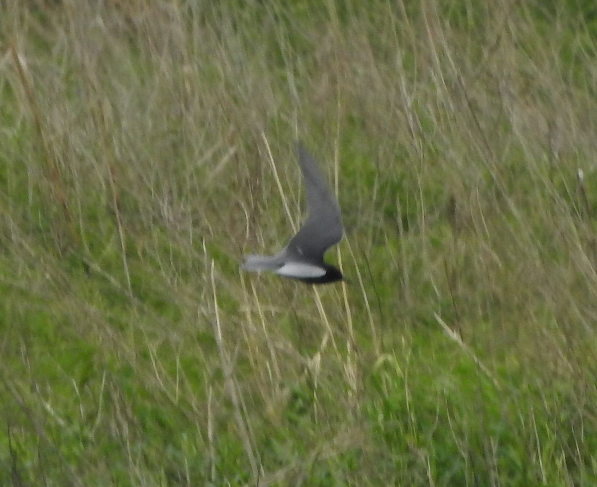 Black Tern - ML636449783