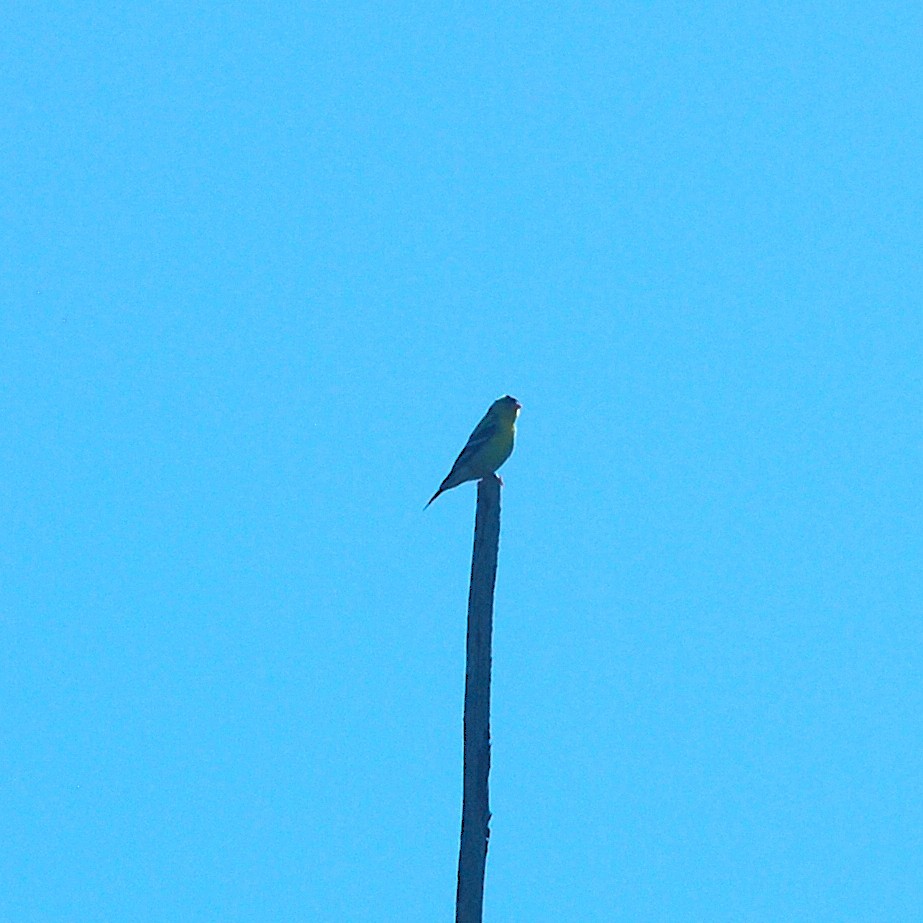 American Goldfinch - ML636449785