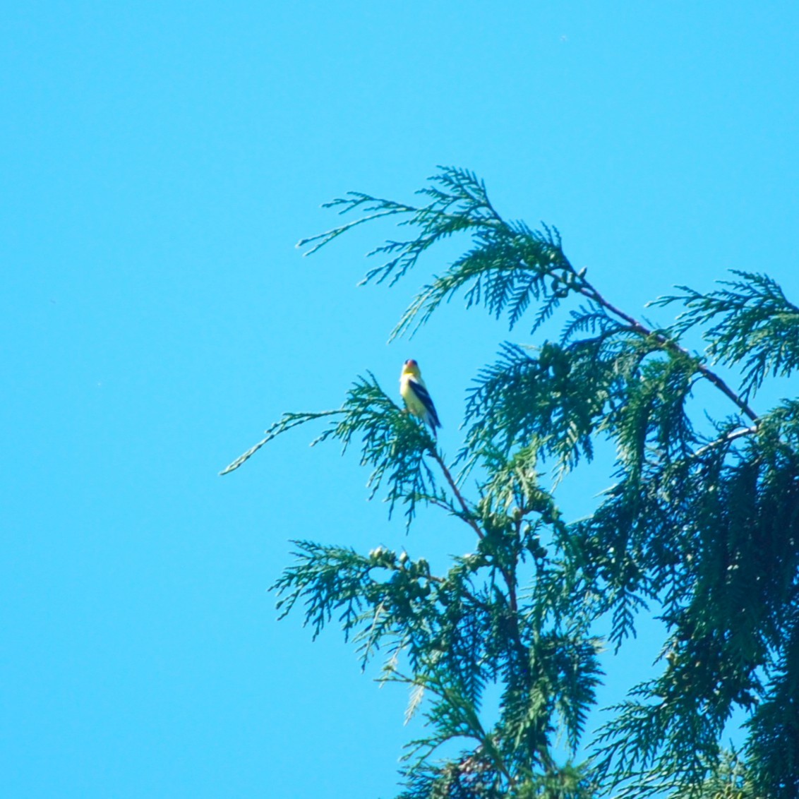 American Goldfinch - ML636449786