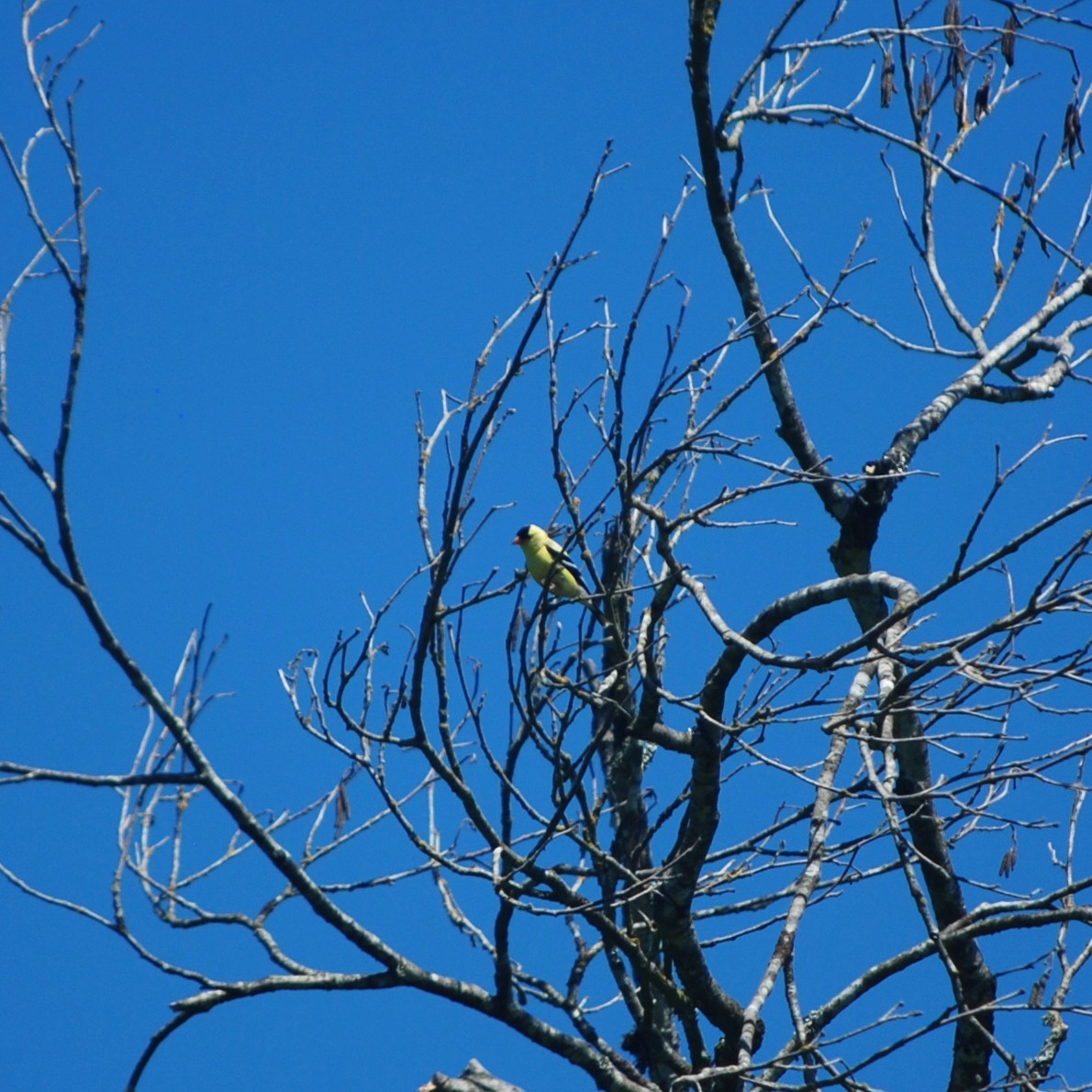 American Goldfinch - ML636449787