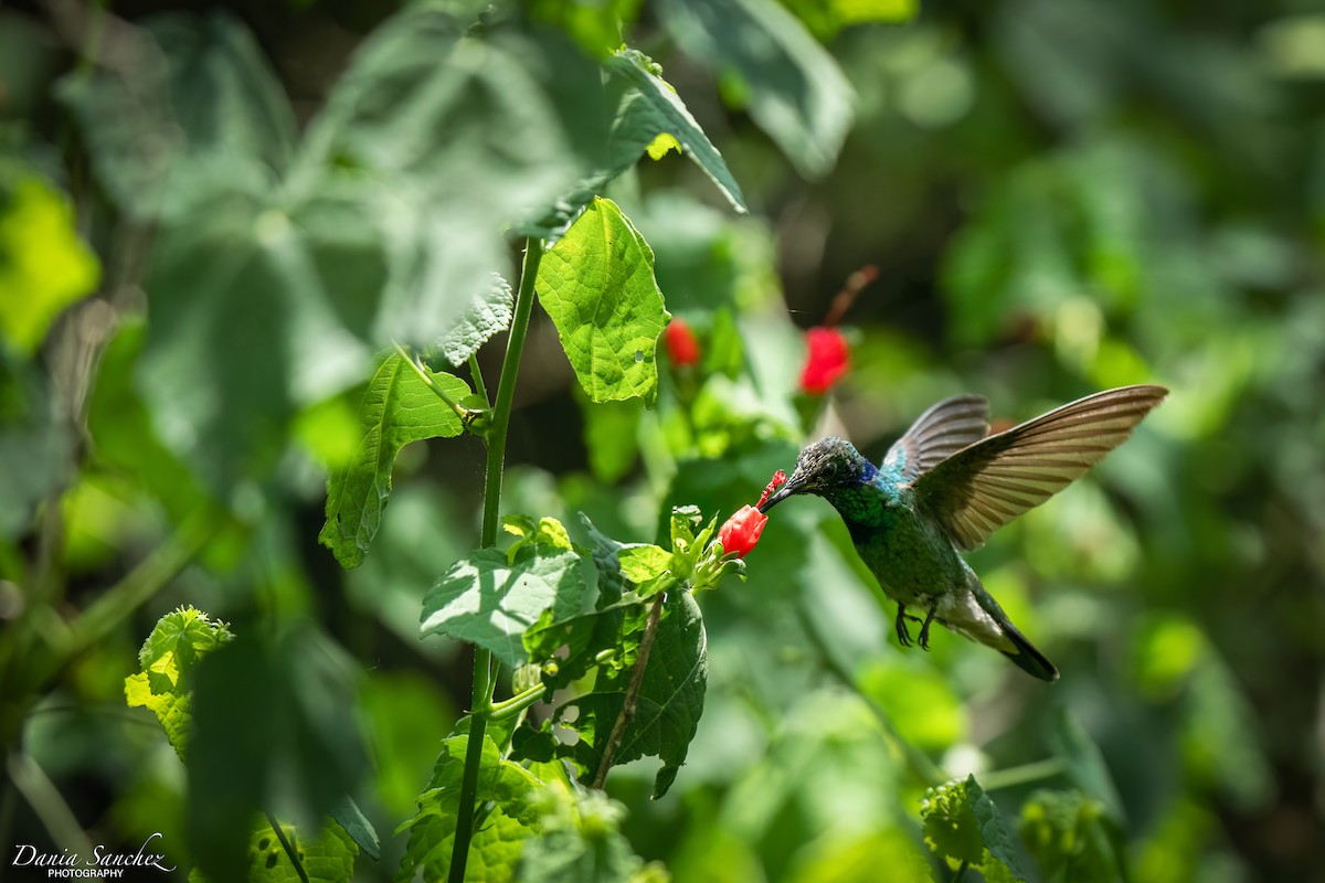 Mexican Violetear - ML636449818