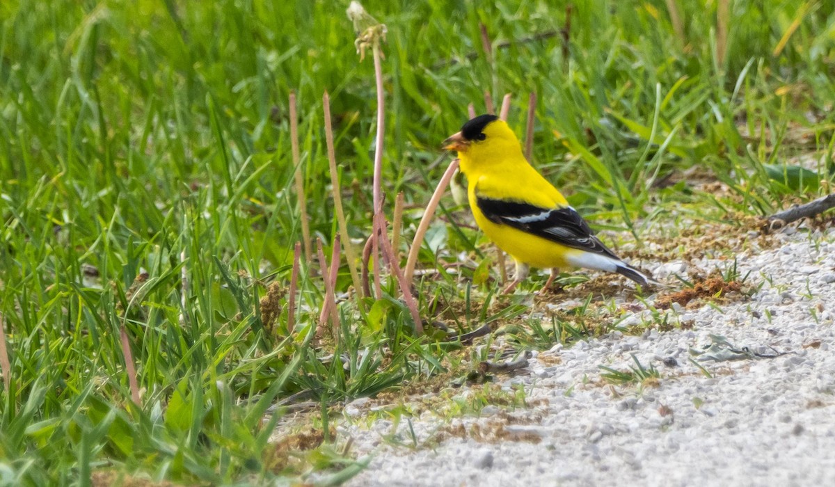 American Goldfinch - ML636450175