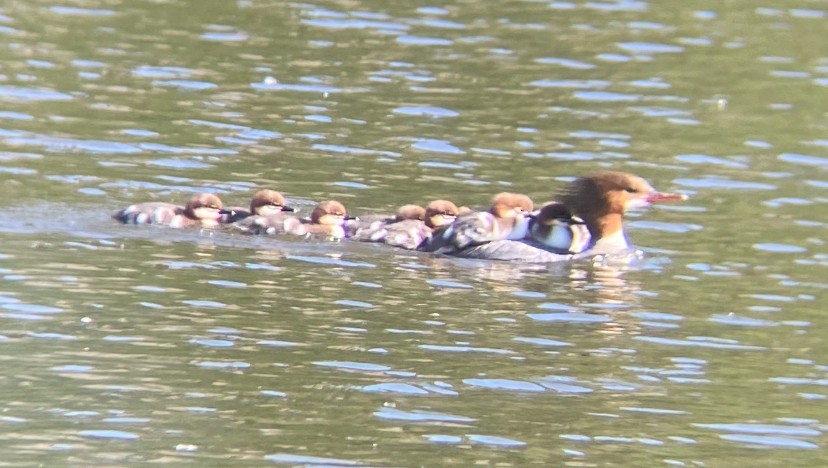 Common Merganser - ML636450368
