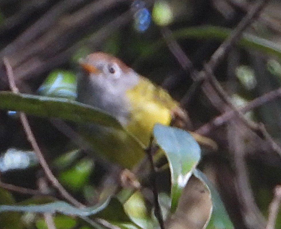 Chestnut-crowned Warbler - ML636450373
