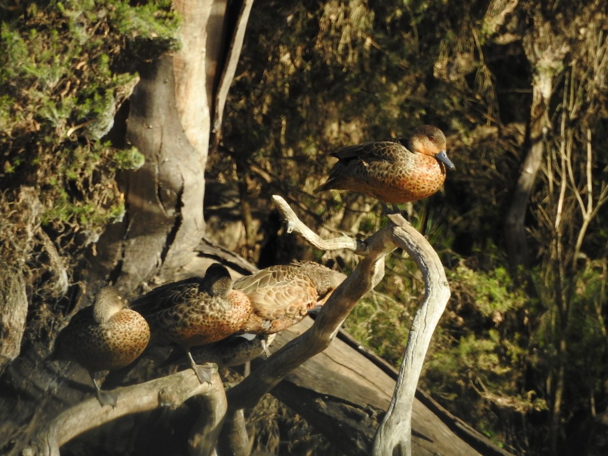 Chestnut Teal - ML636450498