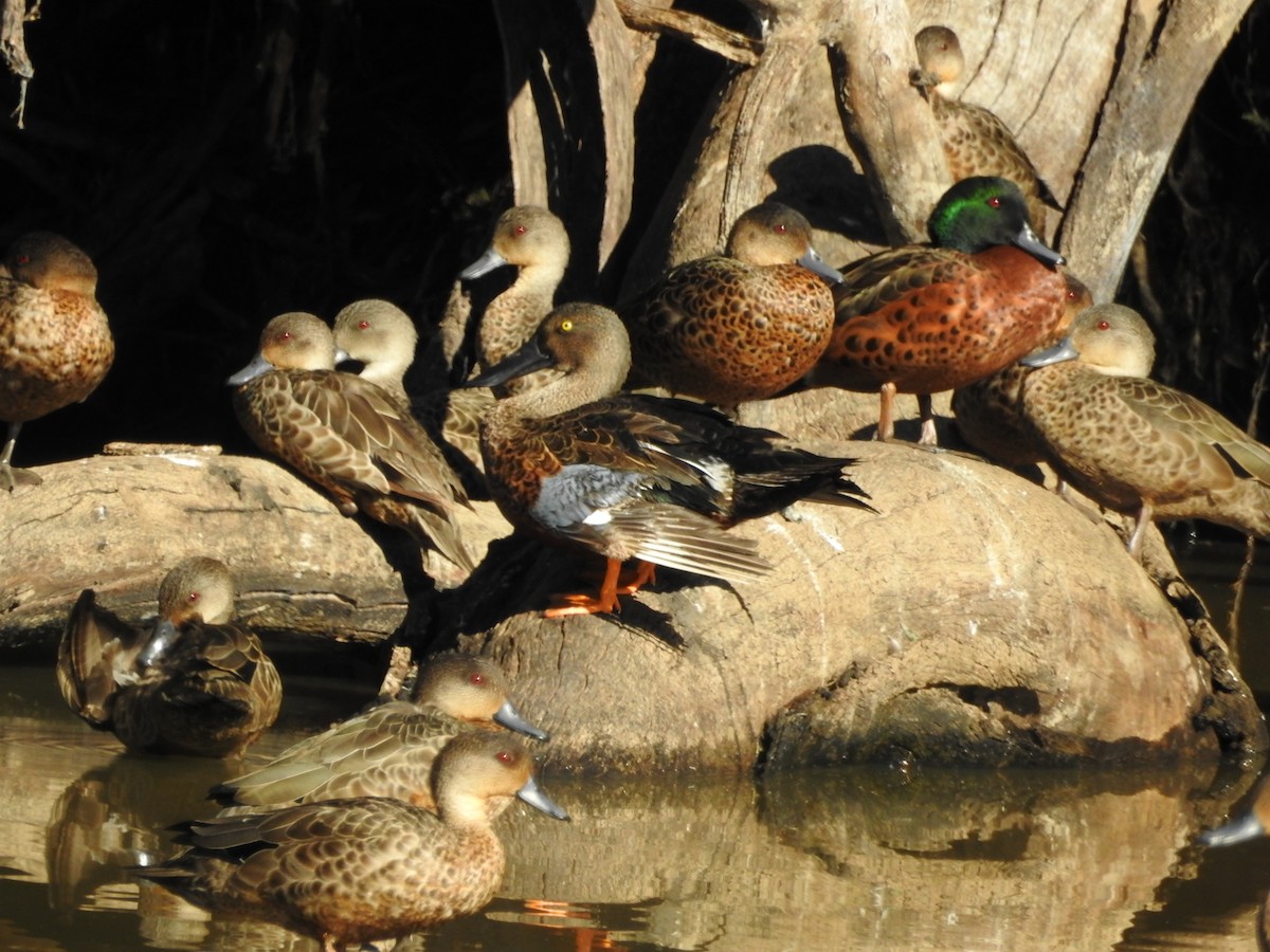 Australasian Shoveler - ML636450500