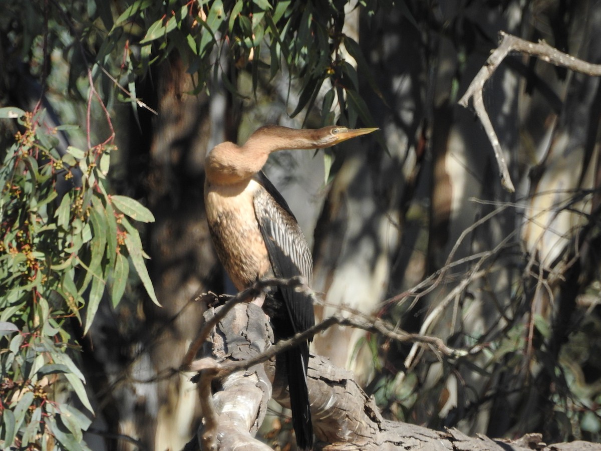 Australasian Darter - ML636450509