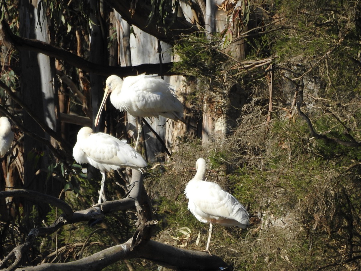 Yellow-billed Spoonbill - ML636450521