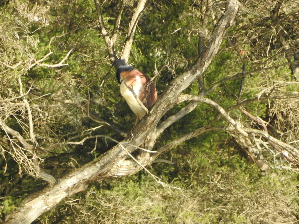 Nankeen Night Heron - ML636450529