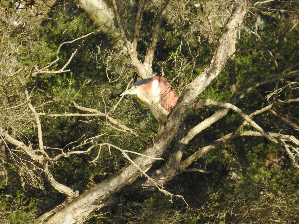 Nankeen Night Heron - ML636450530