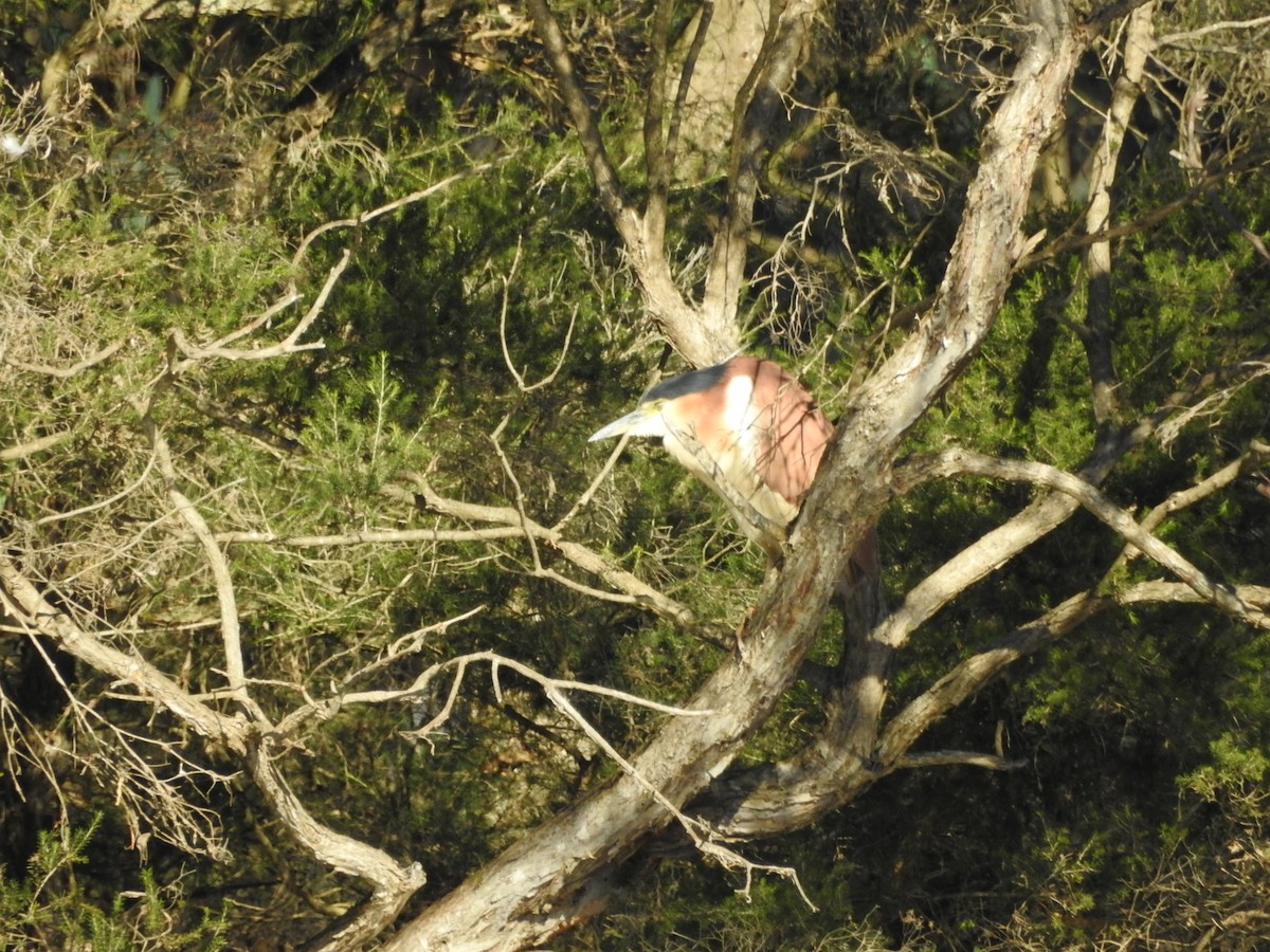 Nankeen Night Heron - ML636450531