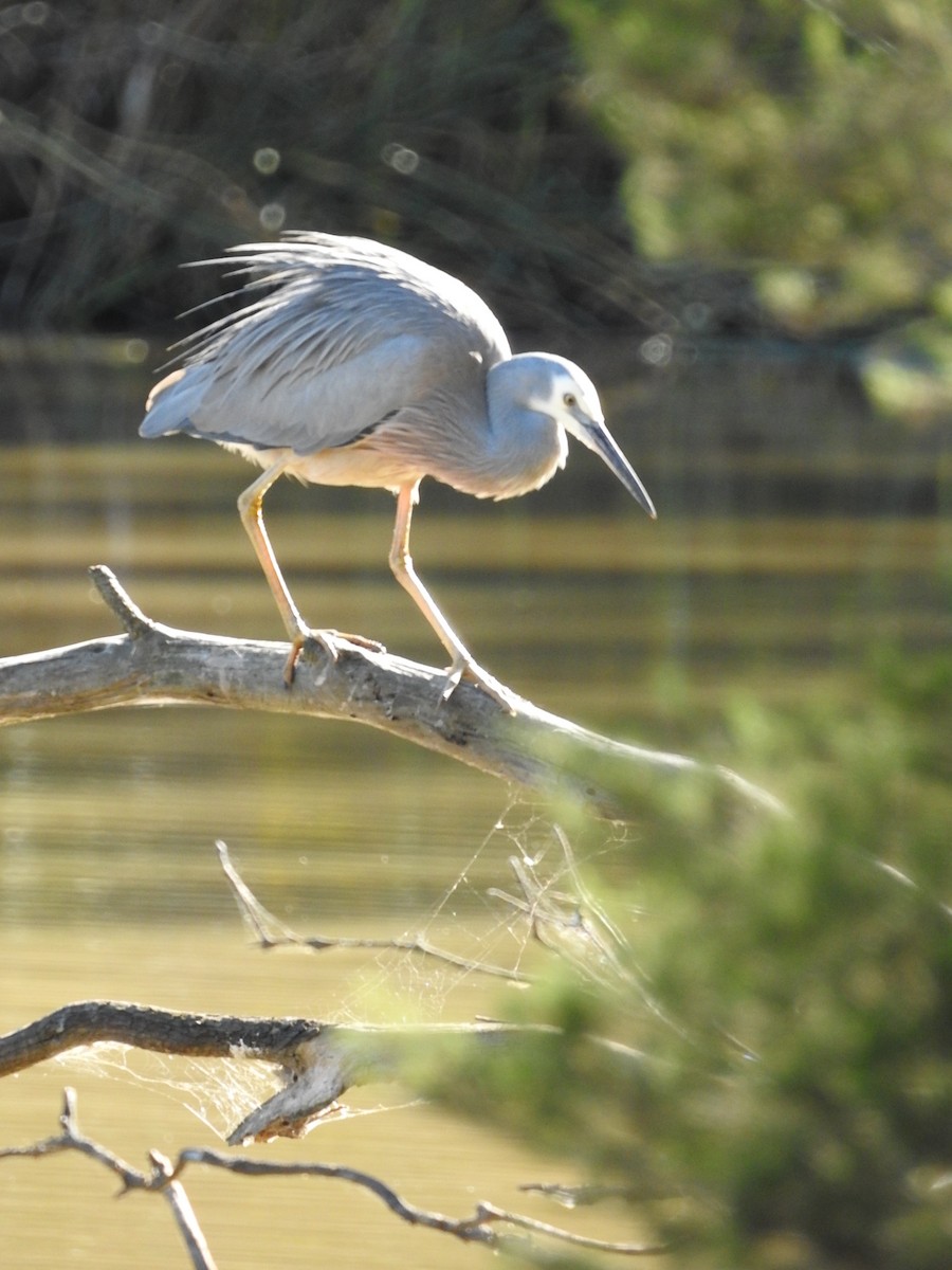 White-faced Heron - ML636450545