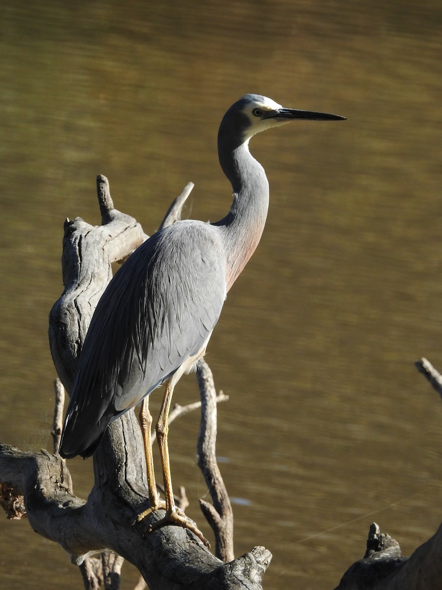 White-faced Heron - ML636450546